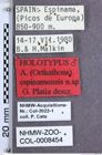 Etiketten zu Athous espinamensis (Platia, 2006) (NHMW-ZOO-COL-0008454)
